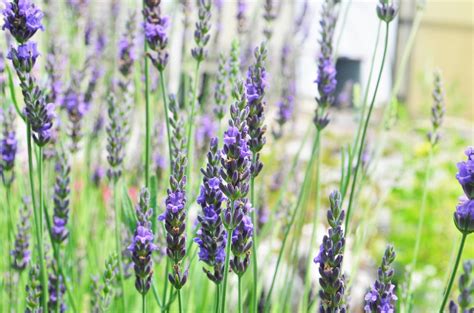 lavandula x intermedia bridget chloe.